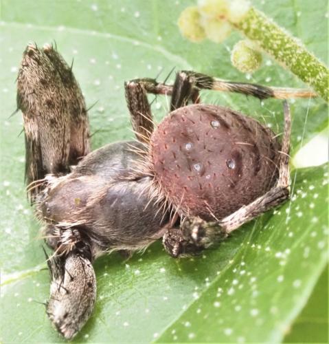 Réf. 319 281 : Neoscona sp.